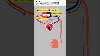 systemic circulation and pulmonary circulation of blood [upl. by Matty]