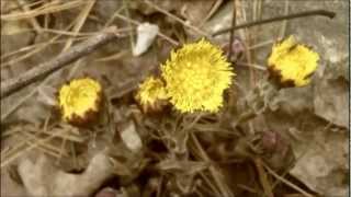 Identifying Coltsfoot Tussilago Farfara for Cough by FeelGoodTimenet [upl. by Kimmie904]