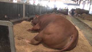 Expointer 2015  Touro da raça limousin é destaque  Programa Rio Grande Rural [upl. by Tory]