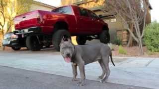 Blue Nose Pit Bull puppy [upl. by Adolphe]