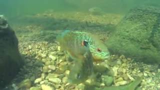 Northern Sunfish Lepomis peltastes [upl. by Claribel]