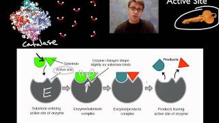 Enzymes [upl. by Nageet787]