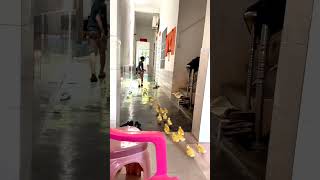 Baby ducks best friend 🥰 shorts short trending viralshorts respect sad pets tamil [upl. by Regni]