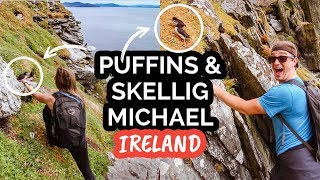 Visit PUFFINS on SKELLIG MICHAEL I Ireland [upl. by Issi]