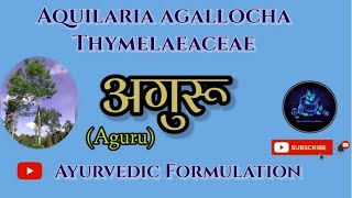 Aguru TreeअगुरूDravyaguna plant द्रव्यगुण विज्ञानAquilaria agallochaBAMS 2nd Year [upl. by Muns787]