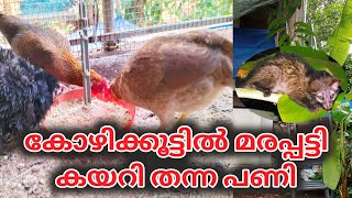 മരപ്പട്ടി കോഴികളെ കൊന്നു  Marapatti Salyam  Kozhi Valarthal latest [upl. by Eiuqnimod]