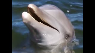 Dolphin Tricks  Born to Be Wild Dolphins with Tamzin Outhwaite  BBC Earth [upl. by Wurster]