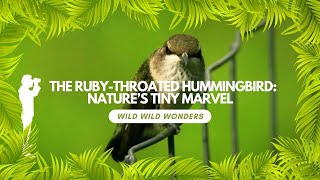 Rubythroated Hummingbird [upl. by Trudey]