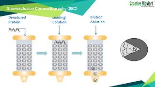 Refolding of Inclusion Body Proteins from E Coli [upl. by Georgeanna]