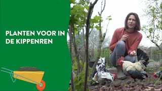 Heb je een kippenren Deze planten mogen erin [upl. by Hahnke622]