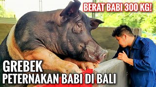 GREBEK PETERNAKAN BABI DI BALI  DARI A SAMPAI Z  Peternakan Babi Organik Nathalia Farm [upl. by Notlew]