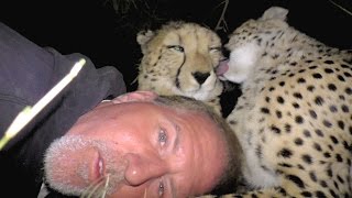 Camping Inside A Cheetah Enclosure  Big Cats Snuggle Cuddle Purr Groom And Sleep With Friend [upl. by Ahcsrop39]