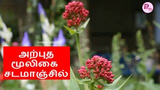 அற்புத மூலிகை சடமாஞ்சில்  Jatamansi Benefits in Tamil [upl. by Aeneas556]