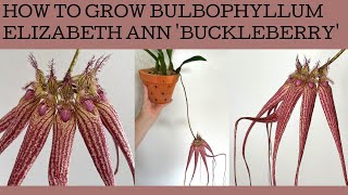 How to grow Bulbophyllum Elizabeth Ann Buckleberry care tips [upl. by Solracsiul693]