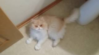 Persian Cat Meowing [upl. by Alayne]