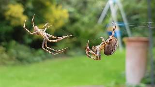 Large garden spiders mating ritual  Amazing [upl. by Aisilef]