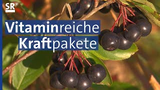 Superfood Aroniabeere vom Bodensee  Genuss mit Zukunft [upl. by Ayet]