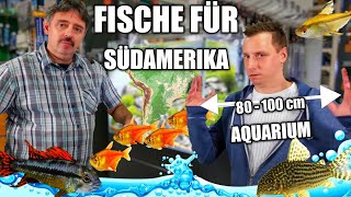 Passende Fische für ein 80100 cm Südamerika Aquarium [upl. by Cuthbert]