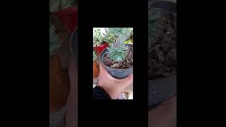 short Sempervivum Calcareum o Uña de Señorita❤️❤️❤️ succulents suculentas [upl. by Inasah]