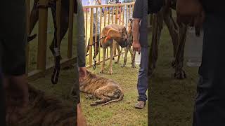 DogShow MysuruDasara2024 Trending YTShorts  PetShow [upl. by Edwards261]