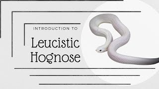 Introduction to Leucistic Morph Western Hognose [upl. by Zanahs]