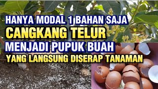 Cara Membuat Pupuk Organik Perangsang Buah Dari Cangkang Telur Manfaat Cangkang Telur Untuk Tanaman [upl. by Tanhya748]