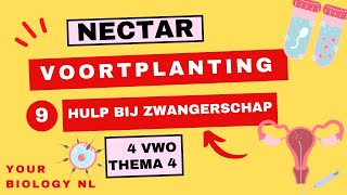 4 vwo  Voortplanting  9  Hulp bij zwangerschap [upl. by Ossie]