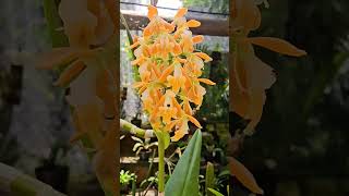 Epidendrum polyanthum orchid orange flowers Playa del Carmen Mexico tropical Caribbean plant life [upl. by Puna]