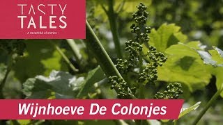 WIJNHOEVE DE COLONJES Groesbeek • One of the larger vineyards in The Netherlands • Tasty Tales [upl. by Shanks]