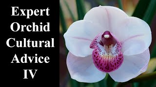 ORCHID GROWING Tips🌺🌿 Optimal Cymbidium Orchid Care [upl. by Evelinn]