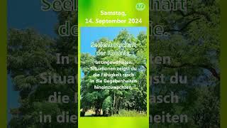 20240914 Seelenbotschaft  Tagesmantra  Robinie treefluencer körperseelegeist merikinbynature [upl. by Rannug162]