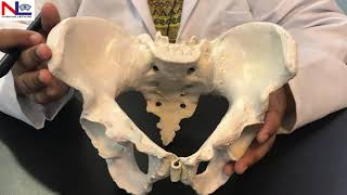 Female Pelvis in Hindi हिंदी  Practical Explanation  Nursing Lecture [upl. by Zoilla]