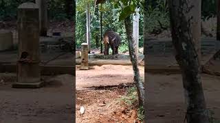 elephantpeelandikerala [upl. by Annayrb]