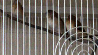 My new Finch Flight Cage and a singing Indian Silverbill [upl. by Mulvihill]