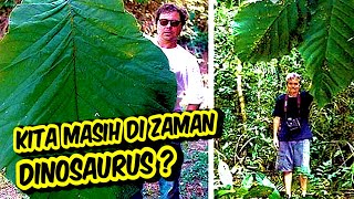 KAMU NANYEA Super Aneh Tanaman Dinosaurus Ditemukan Di Amazon [upl. by Doerrer]