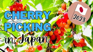 Cherry Picking in Yamagata Japan 2023 [upl. by Yaffit291]