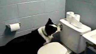 Shebang Border Collie flushes toilet [upl. by Aivilo259]