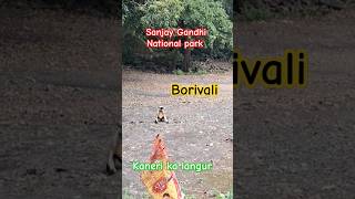 Sanjay Gandhi National park 🏞️ borivali East shortvideo tending shortfeed shorts short mshorts [upl. by Nester233]