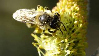 Andrena Leucandrena barbilabris ♀ AndrenidaeHymenoptera suite sur Salix [upl. by Patton]