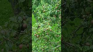 Look at this Cantabrian fruits 😍 spain cantabria nature garden fruits shorts [upl. by Norrv]