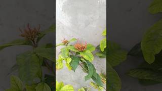 ixora flowering plants [upl. by Kiona]