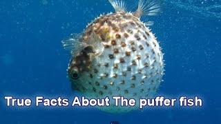 True Facts About The puffer fish [upl. by Haram]