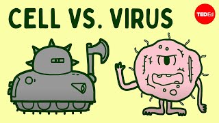 Cell vs virus A battle for health  Shannon Stiles [upl. by Gaye436]