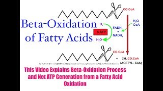 Beta Oxidation of Fatty Acids [upl. by Alistair747]