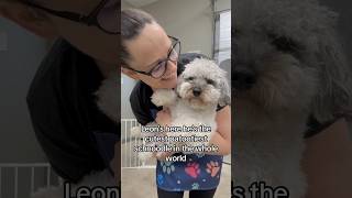 CUTEST SCHNOODLE EVER 🐾 groomer puppy explore likes fyp dog cutedog follow [upl. by Quintie]