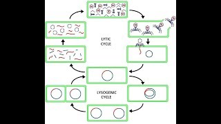 Virus Lysogenic amp Lytic Cycle Animation HD 2017 [upl. by Noslien]