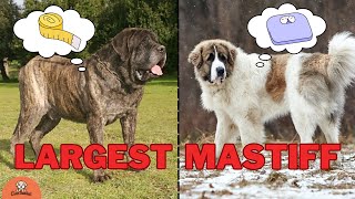 Which Mastiff Breed is Right for You [upl. by Amethist]