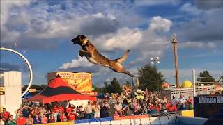 Belgian Malinois Amazing Athlete [upl. by Asilram]