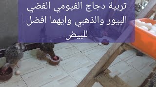 تربية دجاج الفيومي الفضي البيور والذهبي لانتاج البيض Raising Fayoumi chickens for eggs [upl. by Syman]