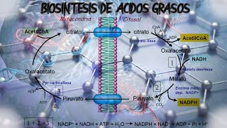 👉BIOSINTESIS DE ACIDOS GRASOSLIPOGENESIS FACIL✔  BIOQUIMICA [upl. by Acirfa]